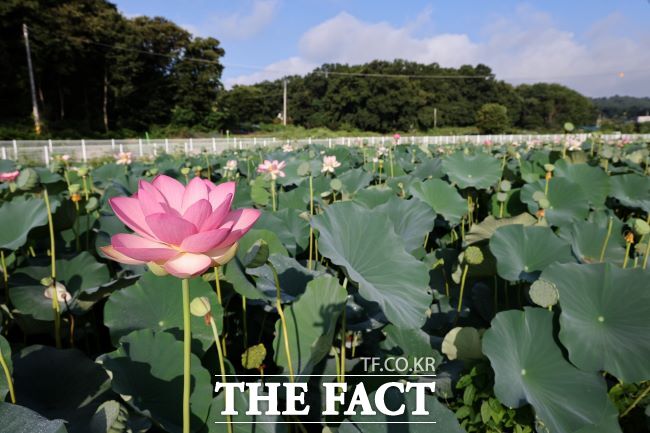 의왕 왕송호수 초평동 연꽃 습지에 피어난 연꽃 모습 /의왕시