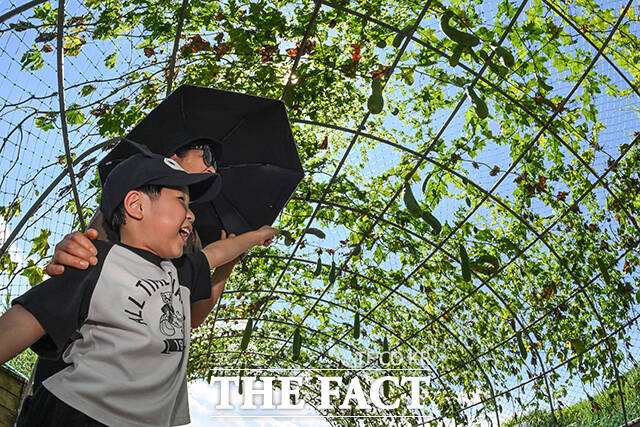 절기상 입추인 7일 오후 서울 마포구 하늘공원에 수세미가 열려있다. /장윤석 기자