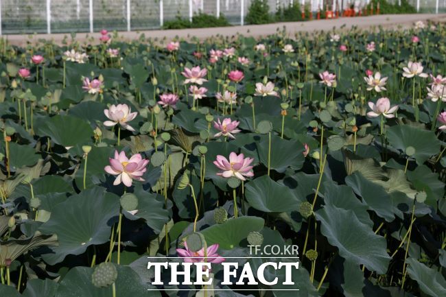 의왕 왕송호수 초평동 연꽃 습지에 피어난 연꽃 모습 /의왕시