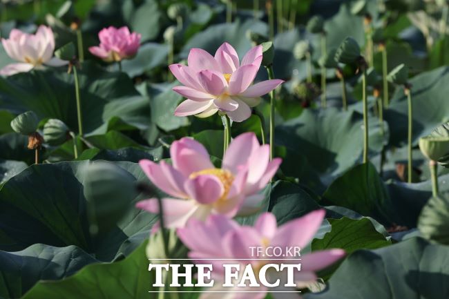 의왕 왕송호수 초평동 연꽃 습지에 피어난 연꽃 모습./의왕시