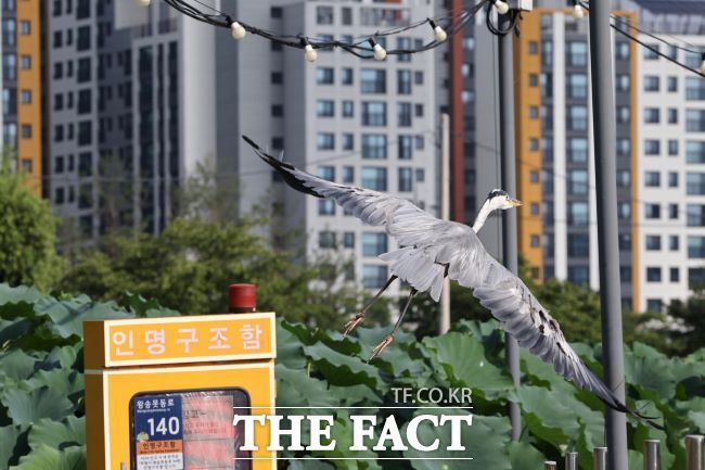 의왕 왕송호수 초평동 연꽃 습지에서 날아오르는 왜가리./의왕시