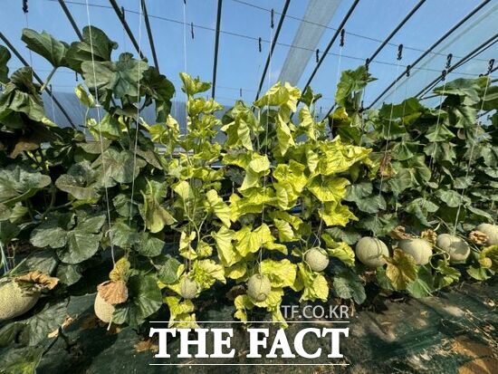 박과퇴록황화바이러스병에 걸려 노랗게 변한 멜론 모습 /경기도농업기술원