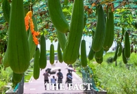  가을 알리는 수세미 [포토]