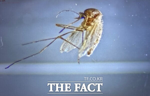 채집된 작은빨간집모기의 모습./대전보건환경연구원