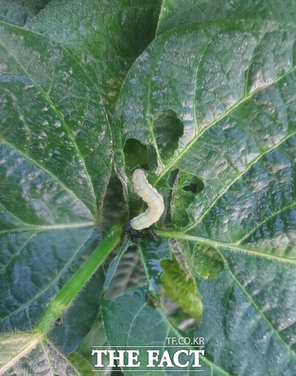 서천군이 장마 이후 파밤나방 등 해충 밀도가 증가함에 따라 농작물 피해 예방과 방제를 당부하고 나섰다. /서천군