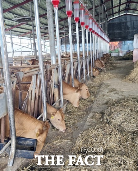 정읍시가 축산농가의 경영비 부담을 덜기 위해 사료 가격 상승으로 어려움을 겪는 축산농가의 경영 부담을 완화하기 위해 마련됐다. 상반기에 299억 원을 배정했고 지난 11일에는 105억 원을 추가 배정했다. / 정읍시