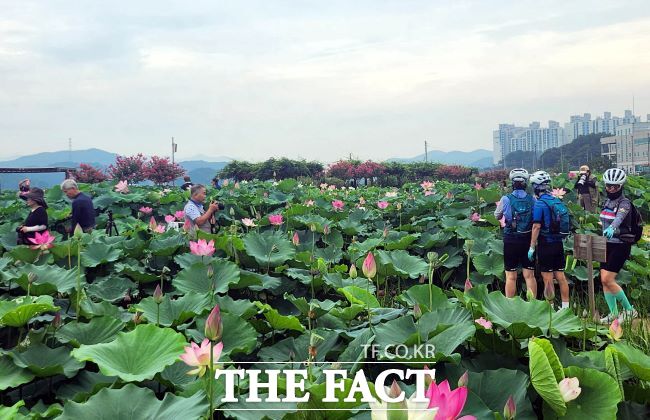 연꽃테마파크를 찾은 시민들이 연꽃을 관람하고 있다./시흥시