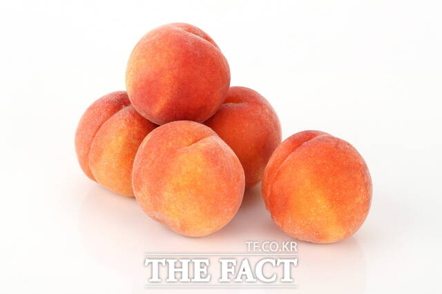 복숭아 홍슬 열매. /농촌진흥청