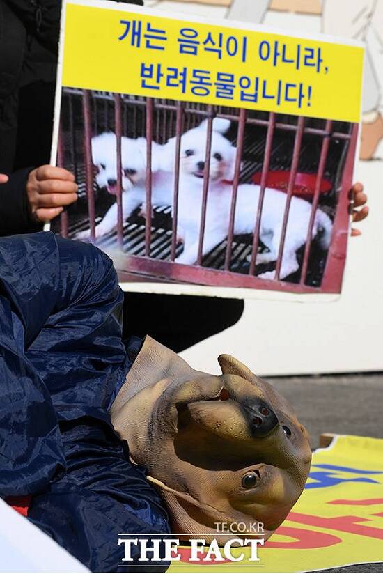 개 식용 종식법 시행 1년 만에 전체 개 사육농장의 70%가 폐업한 것으로 나타났다. /더팩트 DB