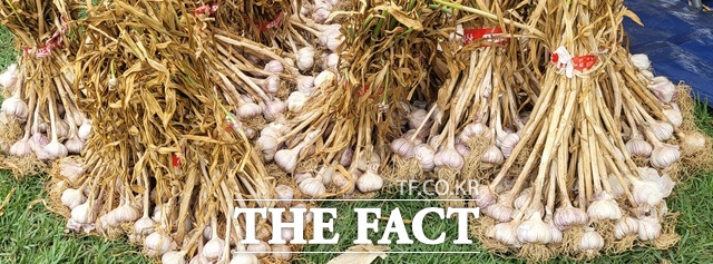 서산 농특산품 서산6쪽마늘. /서산시