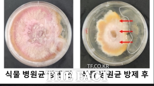 식물 병원균의 노출 상태(왼쪽)와 치료균 캡슐 투입 후 병원균 제거 상태(오른쪽)/인하대학교