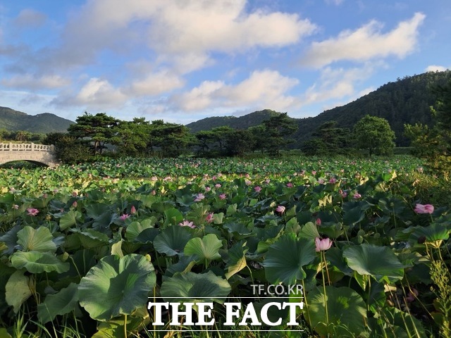 백수 보은강연꽃방죽에 연꽃이 만개해 있다. /영광군