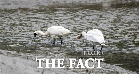 소래습지 생태공원 저어새/인천시