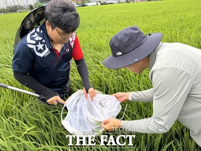 충남도 농업기술원 관계자들이 서해안을 중심으로 중국발 벼 해충이 급증함에 따라 예찰활동을 하고 있다. /충남도