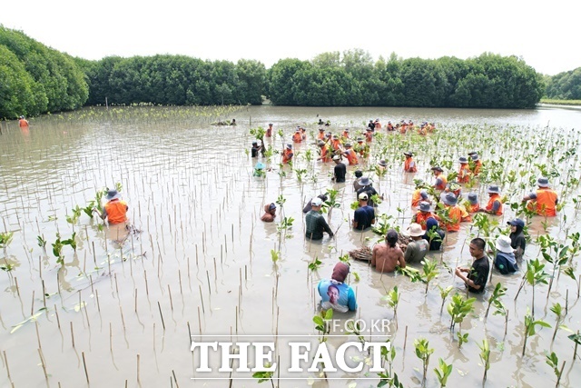 인도네시아공장 임직원 맹그로브 식재 봉사 전경. /한국타이어
