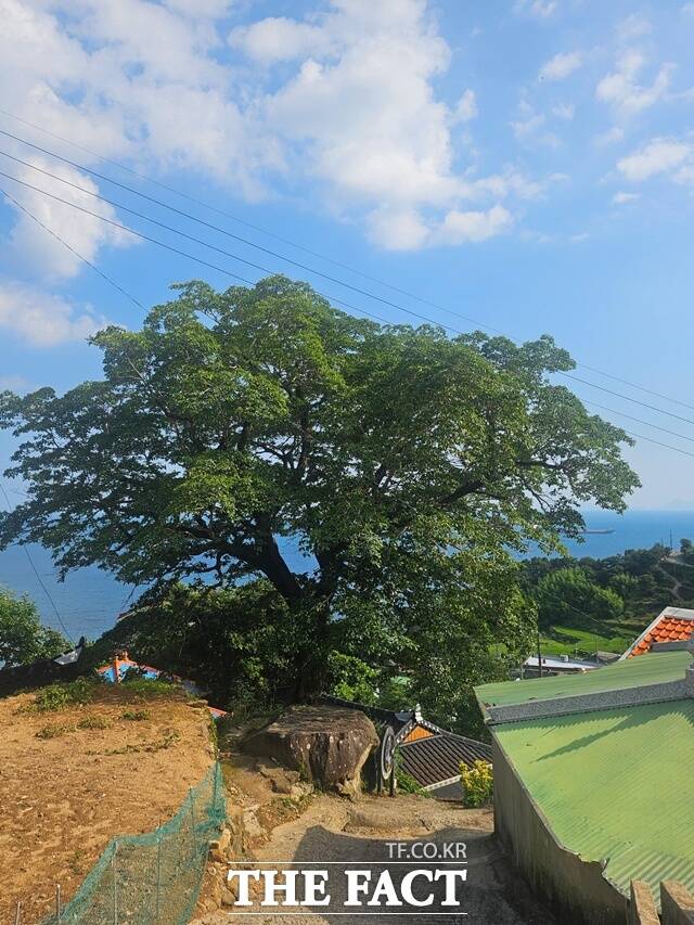 수령 약 300년으로 추정되는 남해군 남면 다랭이마을 내 노거수(이팝나무). /남해군