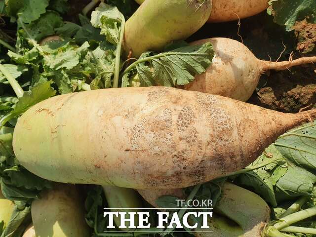 무 붕소 결핍 증상. /당진시