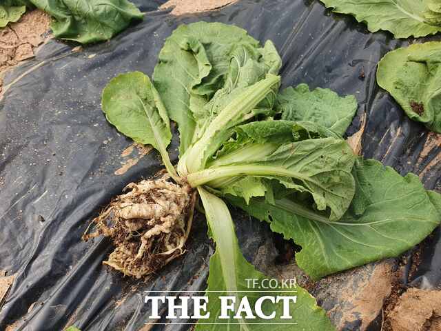 배추 뿌리혹병 증상. /당진시