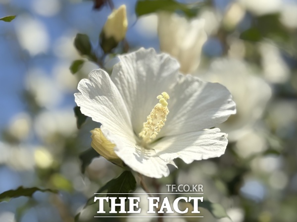 대전 한밭수목원이 전국 무궁화 품평회에서 단체 부문 은상을 수상함에 따라 수상작을 포함한 무궁화를 전시하는 나라꽃 무궁화 우수분화 전시회를 개최한다./대전시