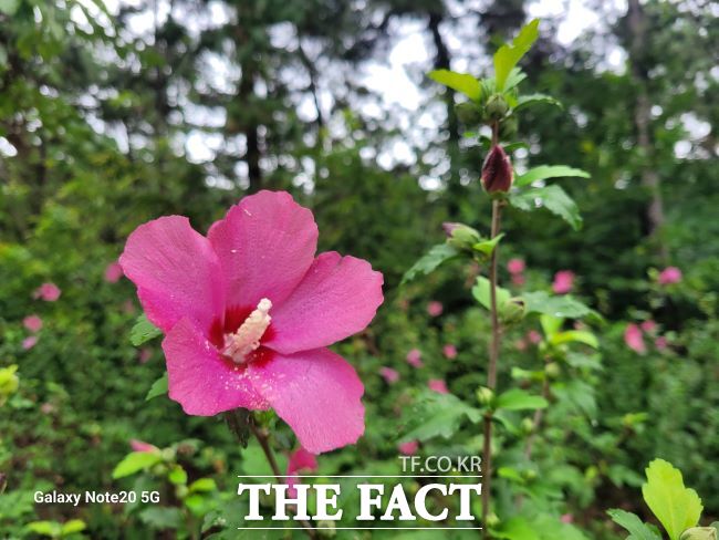 바다향기수목원 무궁화원 /경기도산림환경연구소