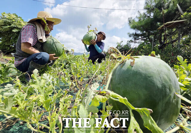 무등산수박을 재배 중인 모습 /광주 북구