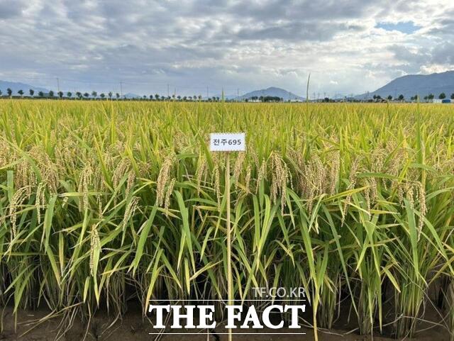 농촌진흥청이 개발한 바로미3. 올해 1월 국립종자원에 품종 출원을 완료했다. /농촌진흥청