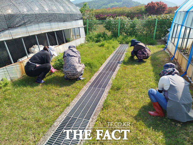 지역공동체 일자리 돌산갓 품종 개발 및 증식 사업 근무 현장 /여수시