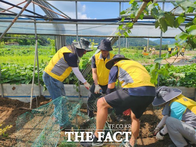경기신보 임직원들이 가평군 수해 복구 현장에서 자원봉사활동을 벌이고 있다. /경기신보