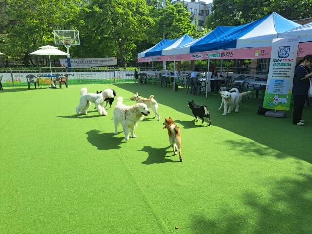 다이어트를 위해 달리게 했다며 전기자전거에 본인의 보더콜리종 개를 매달고 달리다 숨지게 한 50대 남성 A 씨가 경찰에 입건돼 조사를 받고 있다. 사진은 반려견 순회 놀이터에서 뛰어노는 반려견의 모습. /강남구