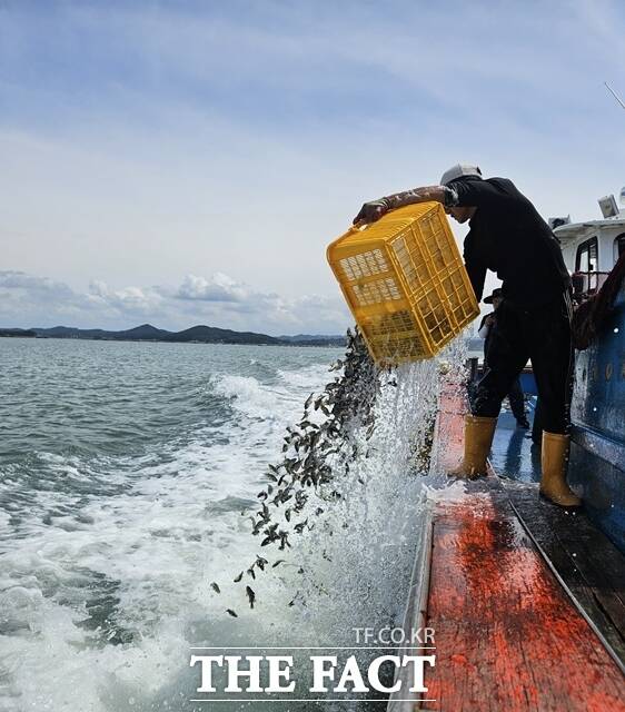 서해안 수온 상승으로 양식어류 집단 폐사를 예방하기 위해 서산 해역 어가 2곳에서 조피볼락을 긴급 방류하고 있다. /충남도