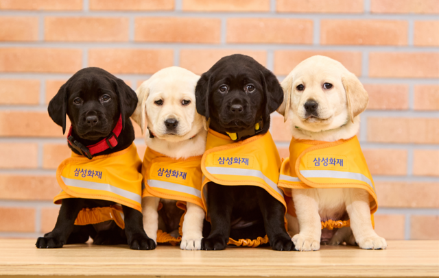 삼성화재 예비 안내견이 촬영을 하고 있다. /삼성화재