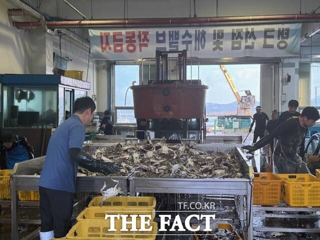 보령 앞바다에 꽃게 금어기가 해제된 가운데 보령수협 위판장에서 어업인들이 꽃게를 선별하고 있다. /보령시