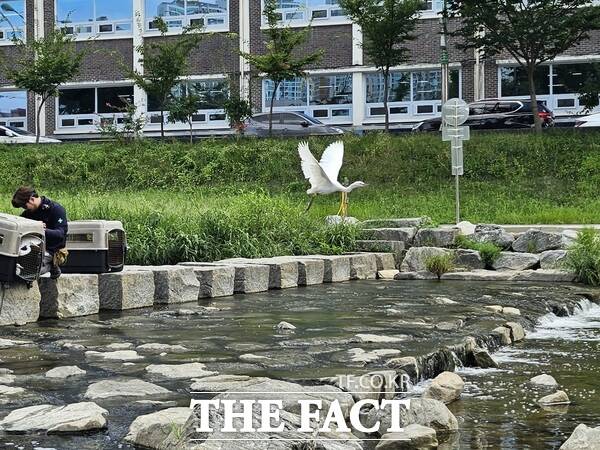 27일 도심에서 구조됐던 백로가 치료를 마치고 대전천으로 방생되고 있는 모습 /대전시