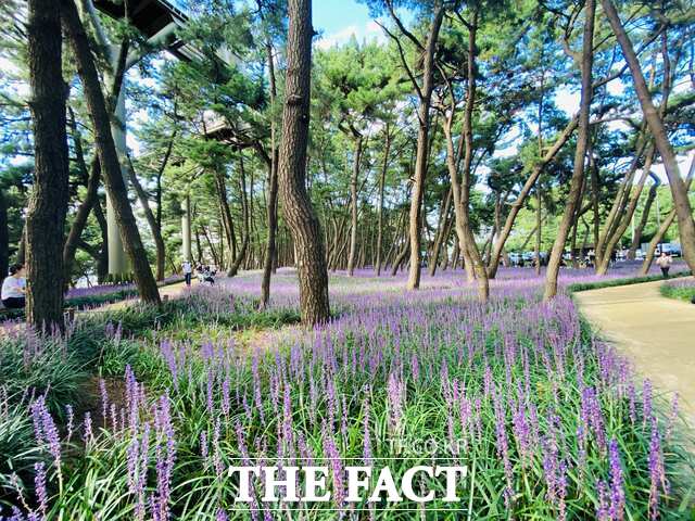 서천군 장항 송림자연휴양림 산책로에 맥문동 꽃이 만개해 있다. /노경완 기자