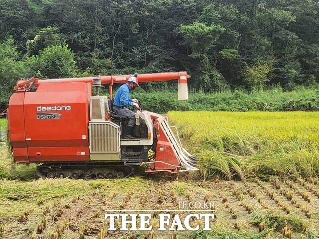 대구시 군위군 우보면 두북리 이원교 씨 농가에서 27일 올해 첫 벼 수확 작업을 벌이고 있다. /군위군
