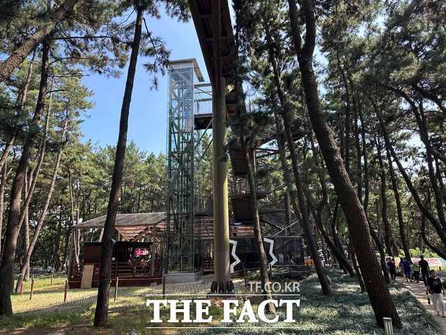 장항스카이워크가 28일 엘리베이터 설치 등 새단장을 마무리하고 재개관한 가운데 같은날 개막한 맥문동 꽃 축제에 방문한 관광객들이 스카이워크 경관을 만끽하기 위해 엘리베이터를 이용하고 있다. /노경완 기자