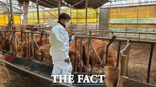 서천군이 가축전염병 청정 지역을 유지하고 있는 가운데 지역 축산업 보호를 위한 백신 접종을 실시하고 있다. /서천군