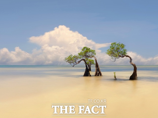 정일경 작 나무가 있는 풍경. /사광회