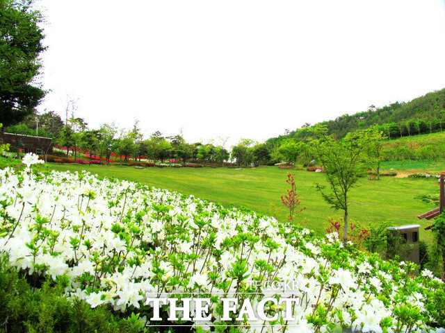 아산 영인산자연휴양림 잔디광장 모습./아산시
