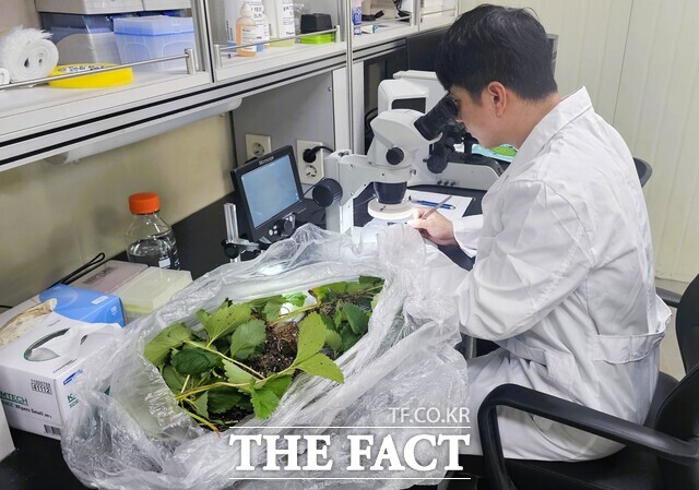 장성군이 딸기묘의 꽃눈 분화 검사를 하고 있다./장성군