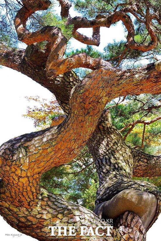 한경자 작 대하리용송. /사광회