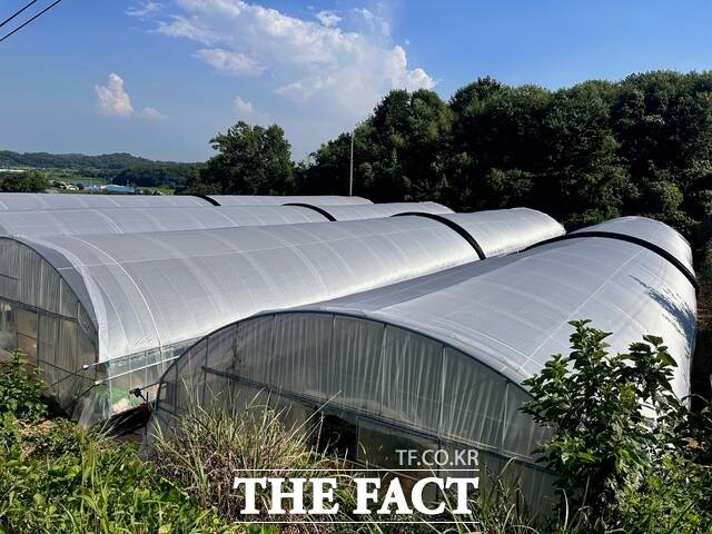 당진시농업기술센터는 꽈리고추 생육 피해를 최소화하기 위해 꽈리고추 온도 저감 기술 시범 사업을 추진했다. /당진시