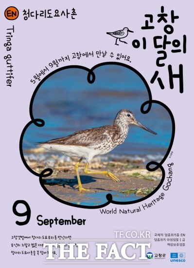고창군은 9월 ‘고창갯벌 이달의 새’로 멸종위기 철새인 ‘청다리도요사촌을 선정했다. / 고창군