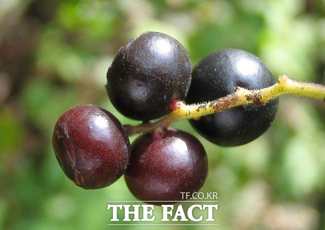 정금나무 열매 /경기도산림환경연구소