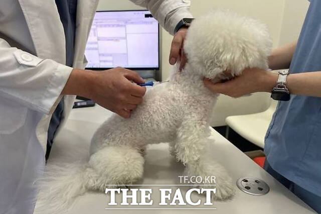 남원시가 동물등록 자진신고 기간을 10월 말까지 운영한다. /남원시