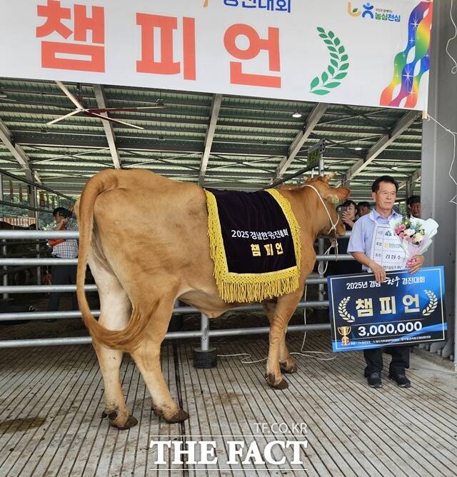 ‘제10회 경남 한우경진대회’에서 함양군 백전면 김정수 씨의 번식암소 3부 출품 소가 종합 챔피언으로 등극했다./함양군