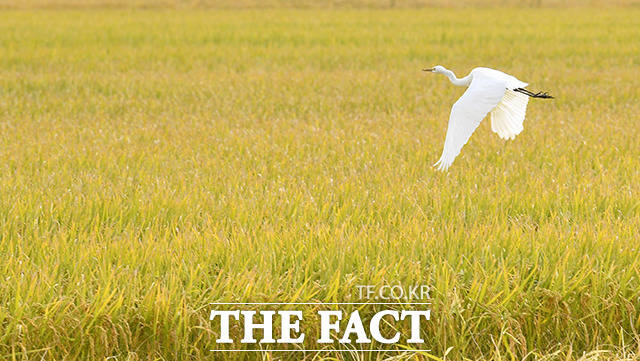 쌀 소비자 가격이 오르자 정부가 가공용쌀 5만톤을 추가 공급하고 쌀 할인지원을 늘린다./더팩트DB