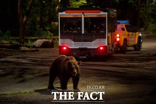 에버랜드 나이트 사파리 트램/에버랜드