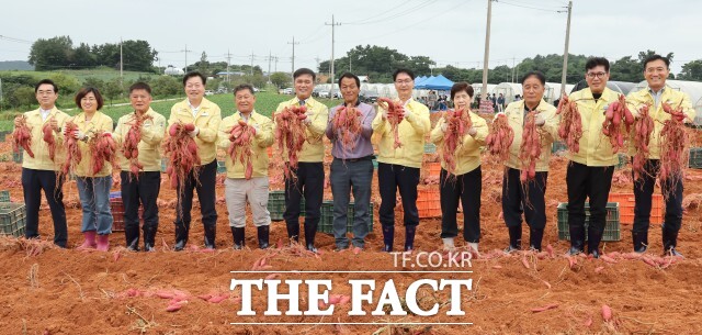심덕섭 고창군수와 조민규 고창군의회 의장과 의원들이 8일 공음면 건동리 일원 1만 6528㎡(약 5000평) 규모 고구마 수확 현장을 방문해 생산 농가를 격려하고 애로사항을 청취했다. /고창군
