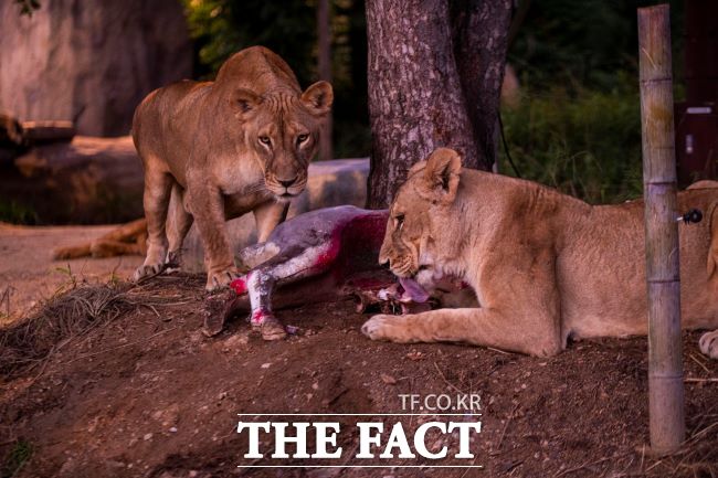 에버랜드 나이트 사파리 트램. /에버랜드